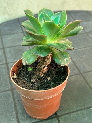 Echeveria Candy Suculenta