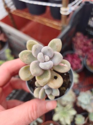 Graptopetalum Hellen 5.5cm