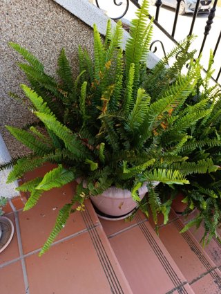 Planta de helecho
