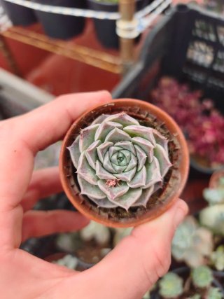 Echeveria hialiana 5.5cm