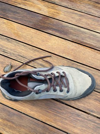 Zapatos  Timberland Marrones y Grises