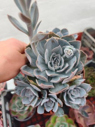 Echeveria canadian 13cm