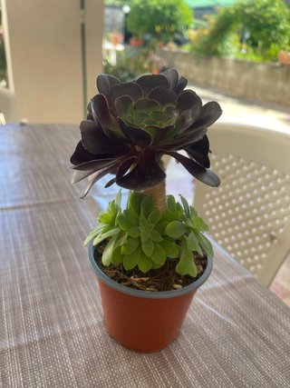 Pianta grassa Aeonium nero