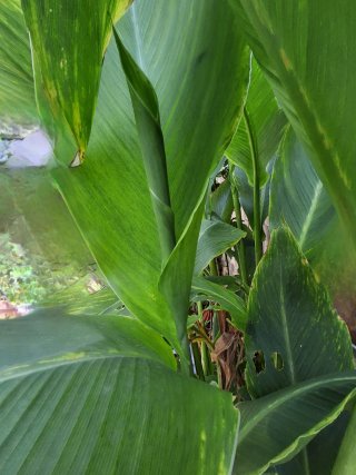 Rizoma Lirio Canna Amarillo-Rojo Fuego