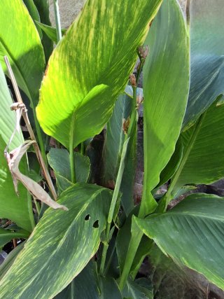 Rizoma Lirio Canna Amarillo-Rojo Fuego