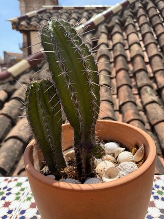 Cactus en maceta de terracota