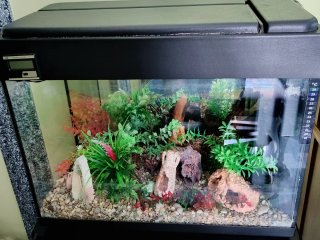 Acuario Negro con Decoración