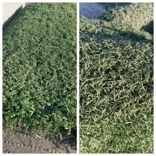 Césped reciclado