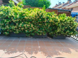 Plantas Viburnum