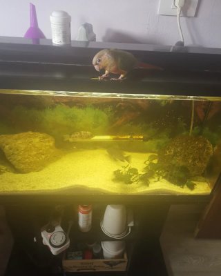 Acuario 100L con mueble