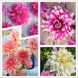 4 bulbi dalia fiore gigante