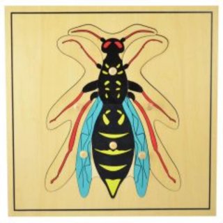 Pack 6 Puzzles montessori botánica (insectos)