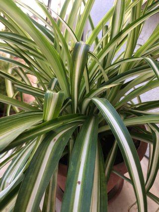 Planta Cinta Viva en Maceta