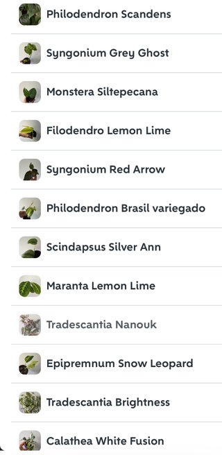 Lote de Plantas Variadas
