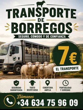 Transporte de borregos