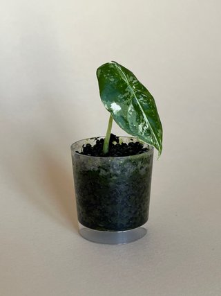 Alocasia Frydek Variegata