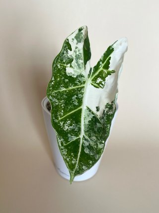Alocasia Frydek Variegata