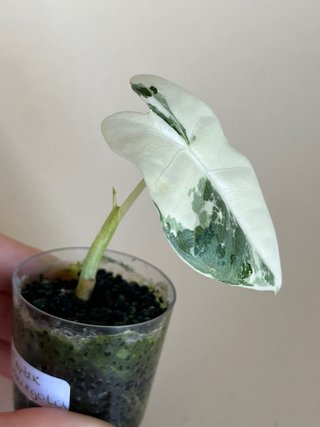 Alocasia Frydek Variegata