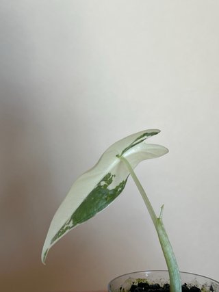Alocasia Frydek Variegata