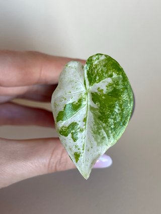 Alocasia Macrorrhiza Splash