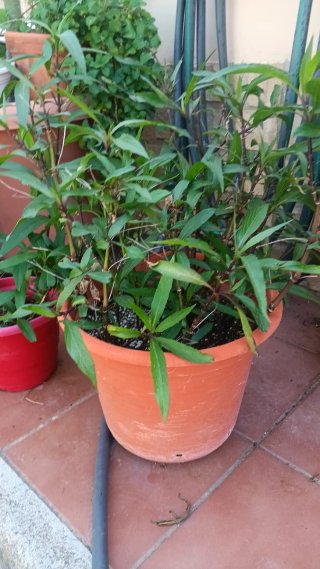 Petunia Mexicana