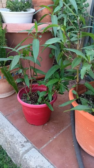 Petunia Mexicana