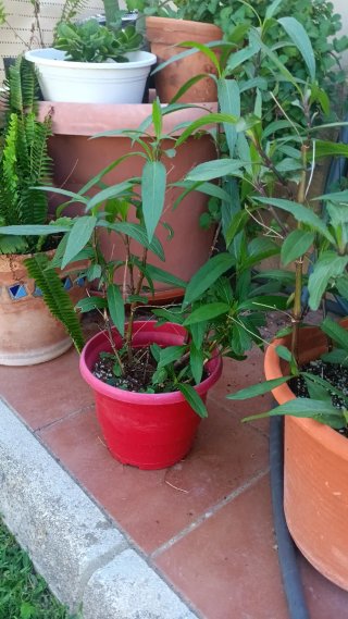 Petunia Mexicana