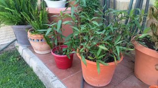 Petunia Mexicana
