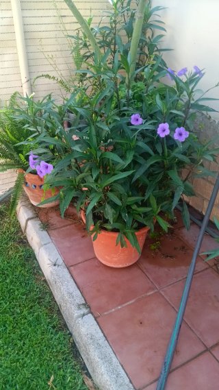 Petunia Mexicana
