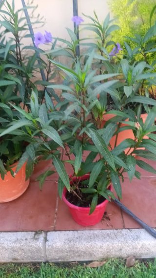 Petunia Mexicana