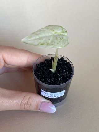 Alocasia Macrorrhiza Splash