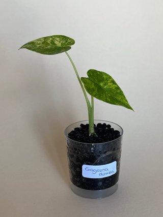 Alocasia Gageana Aurea