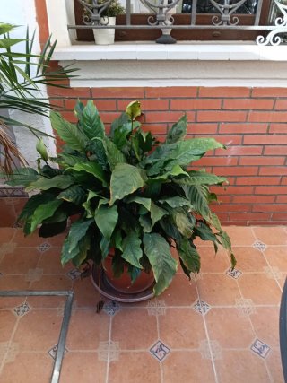 Plantas grandes con macetones