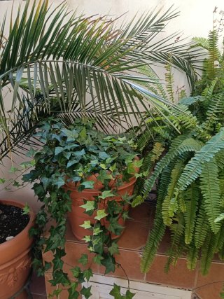 Plantas grandes con macetones