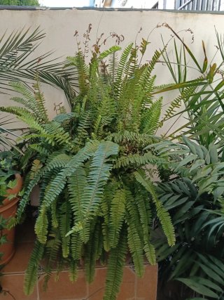 Plantas grandes con macetones