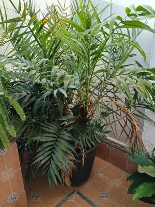 Plantas grandes con macetones