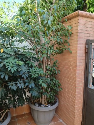 Plantas grandes con macetones