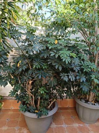 Plantas grandes con macetones
