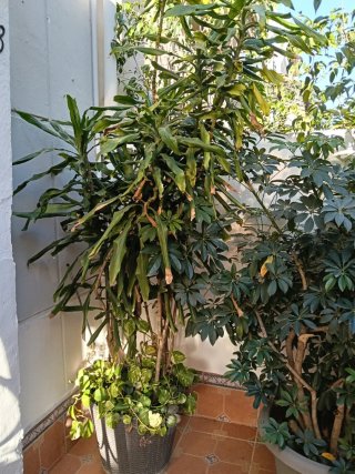Plantas grandes con macetones