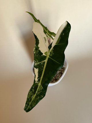 Alocasia Sarian Albo