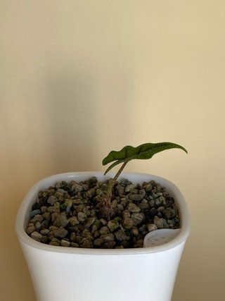 Alocasia Jacklyn