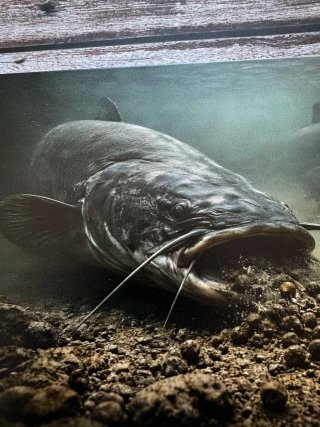 CARTEL PLACA METALICA PESCA SILUROS BAJO EL AGUA