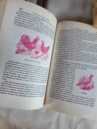 Lote di Libri Scolastici Antichi