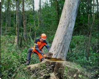 Reparación de jardinesإ