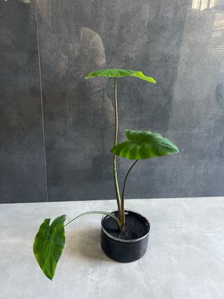 Alocasia planta semi acuatica.