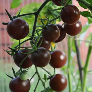 Semillas de tomate "Cherry Negro" (10 unidades)