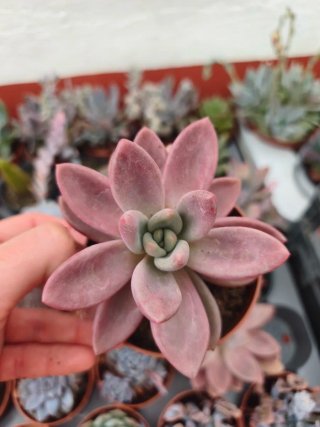 Graptoveria Pink Donna 8.5cm