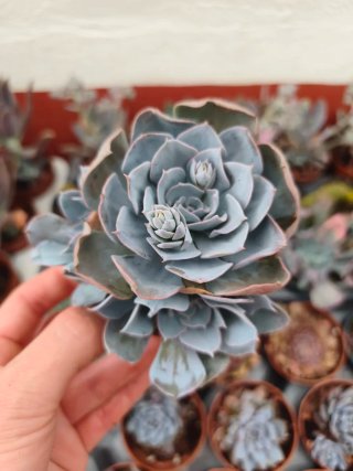 Echeveria 8.5cm