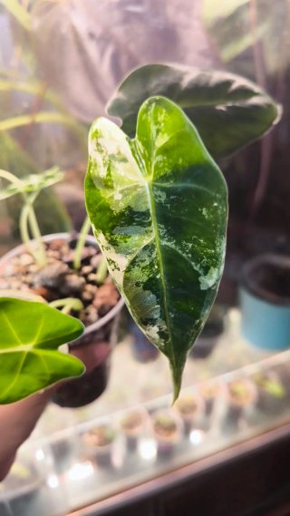 Alocasia Frydek Variegata