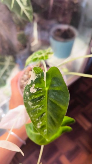 Alocasia Frydek Variegata